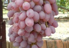 розовый виноград тайфи