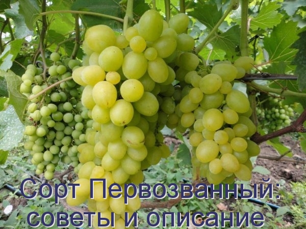 Сорт Первозванный: советы и описание