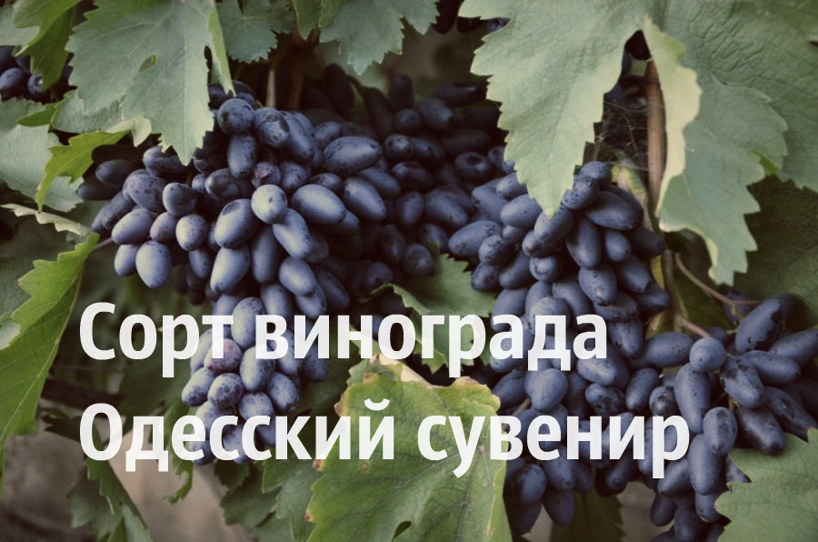 сорт одесский сувенир