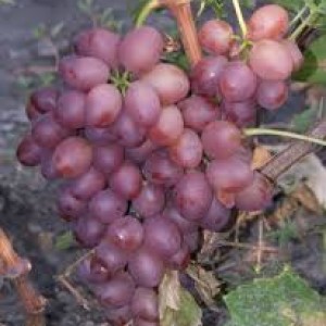 столовые сорта виноград ливия