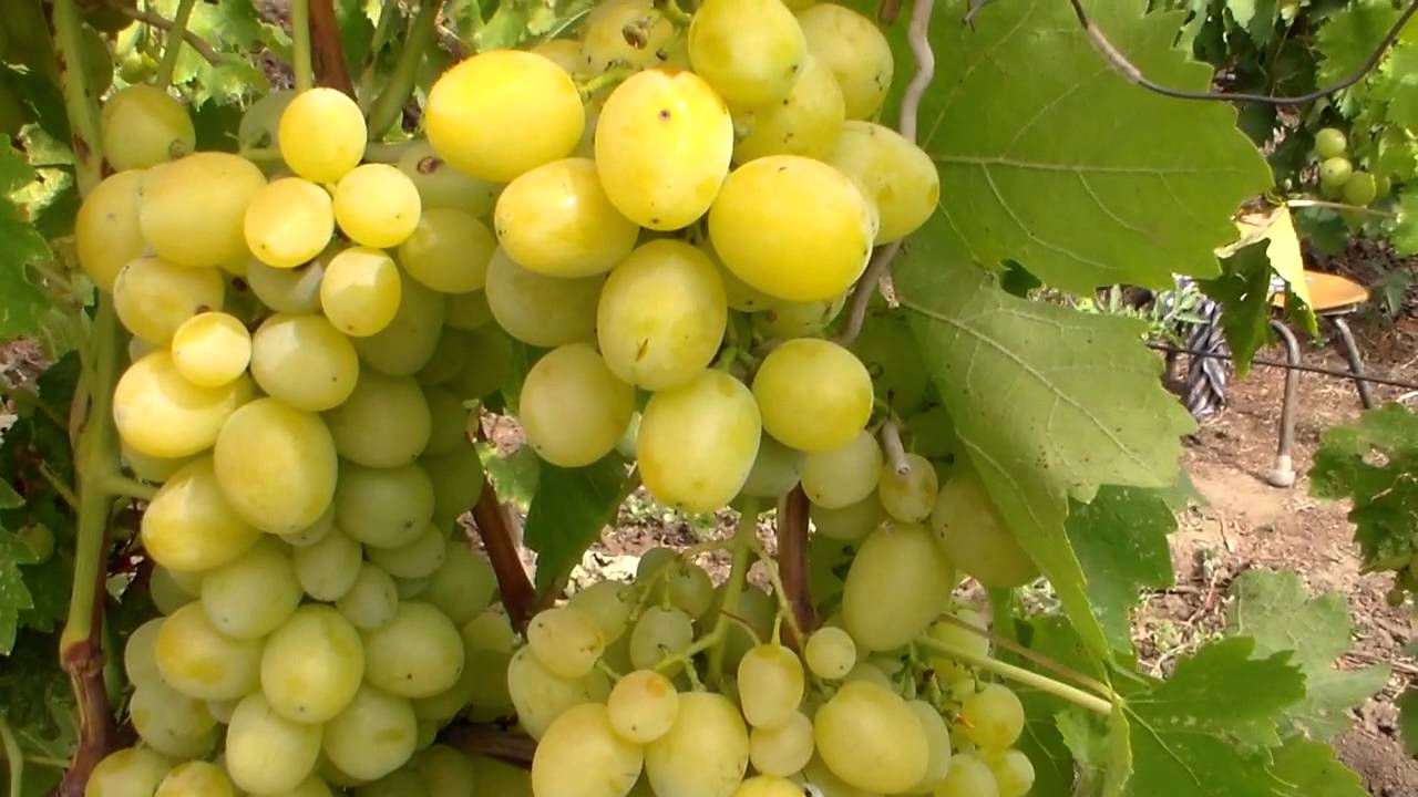 грозди первозванного