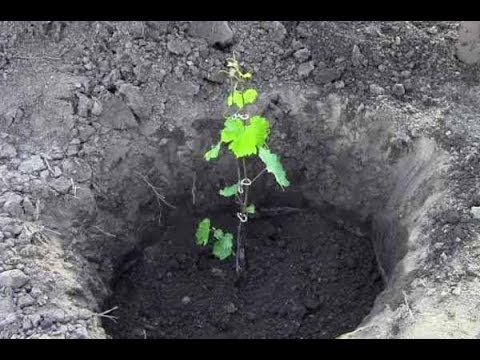 основные методы посадки винограда