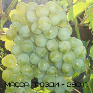 виноград дружба масса грозди 