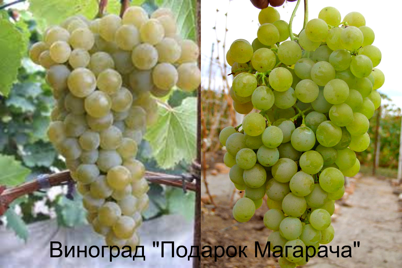 виноград магарача