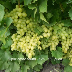 виноград магарача срок созревания