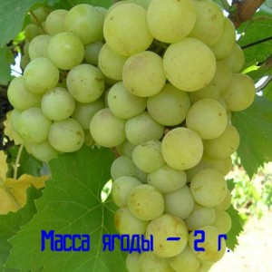 виноград магарача масса ягоды
