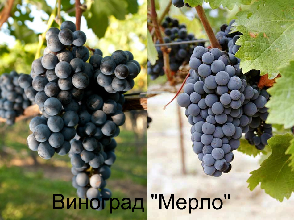 виноград мерло