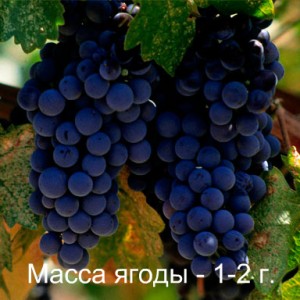 виноград мерло масса ягоды