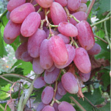 виноград симпатия