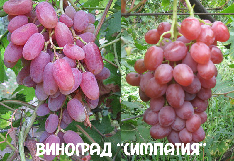 виноград симпатия 
