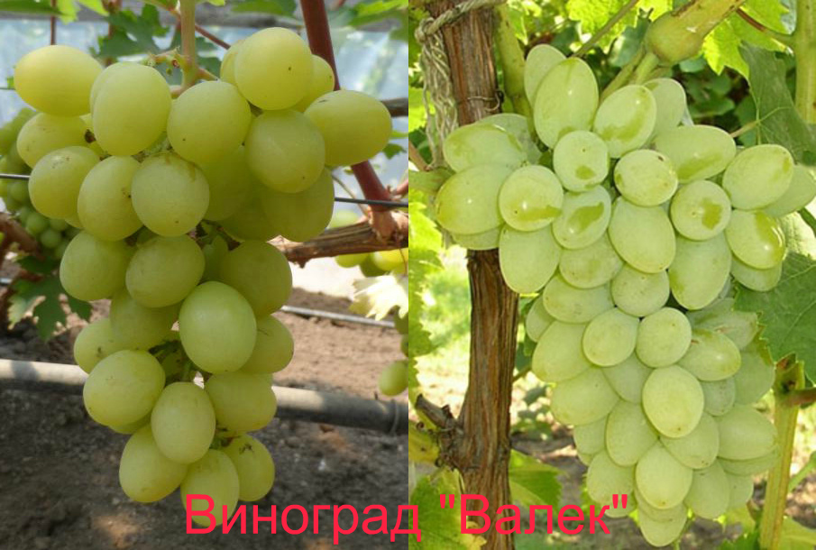 украинский виноград Валек 
