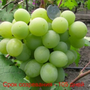 виноград Валек срок созревания