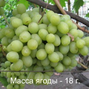 виноград Валек масса ягоды