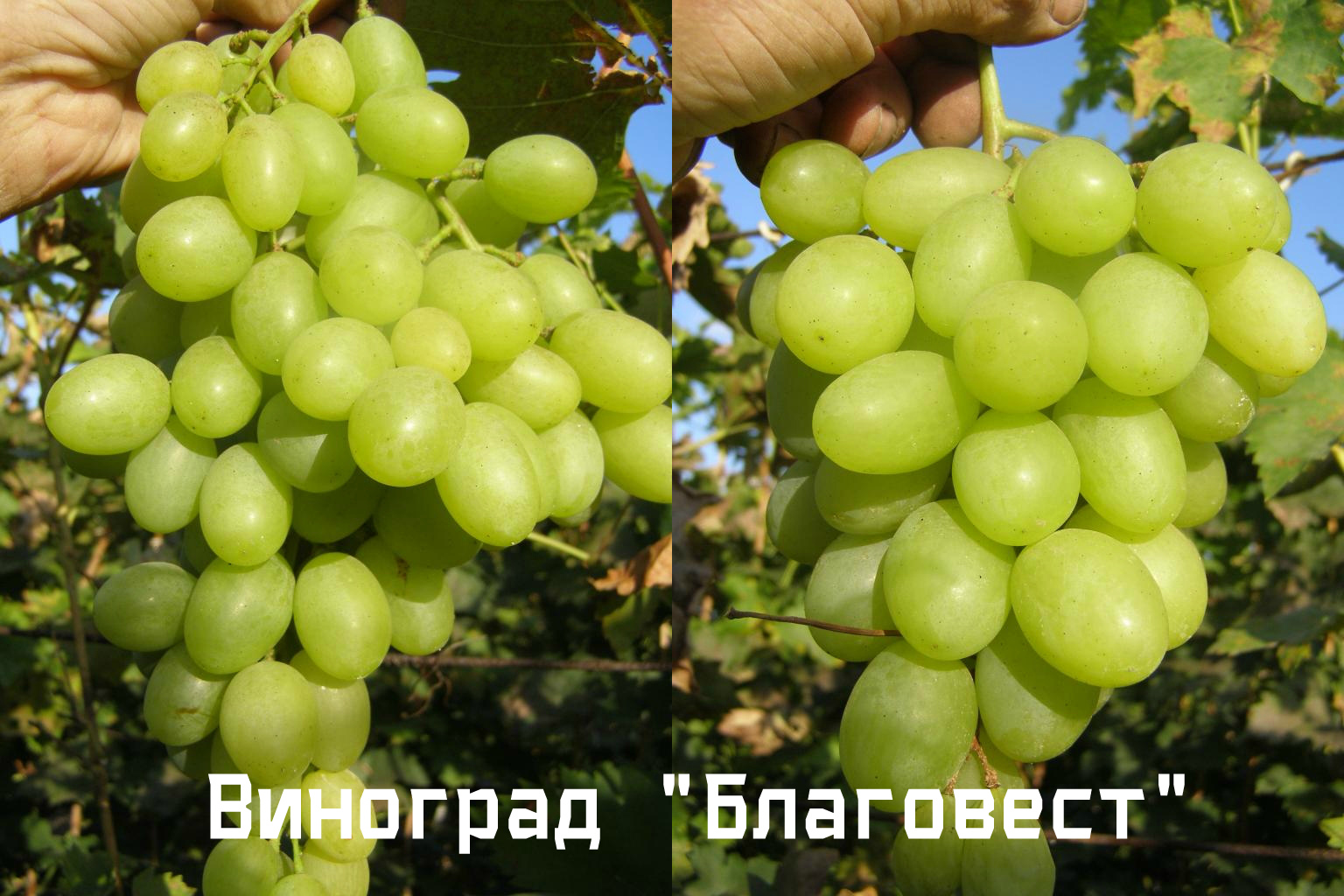 виноград благовест главная 