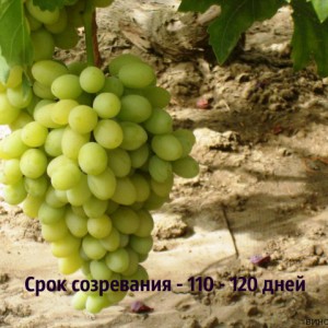 виноград благовест срок созревания
