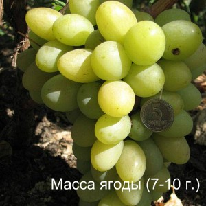 виноград благовест масса ягоды