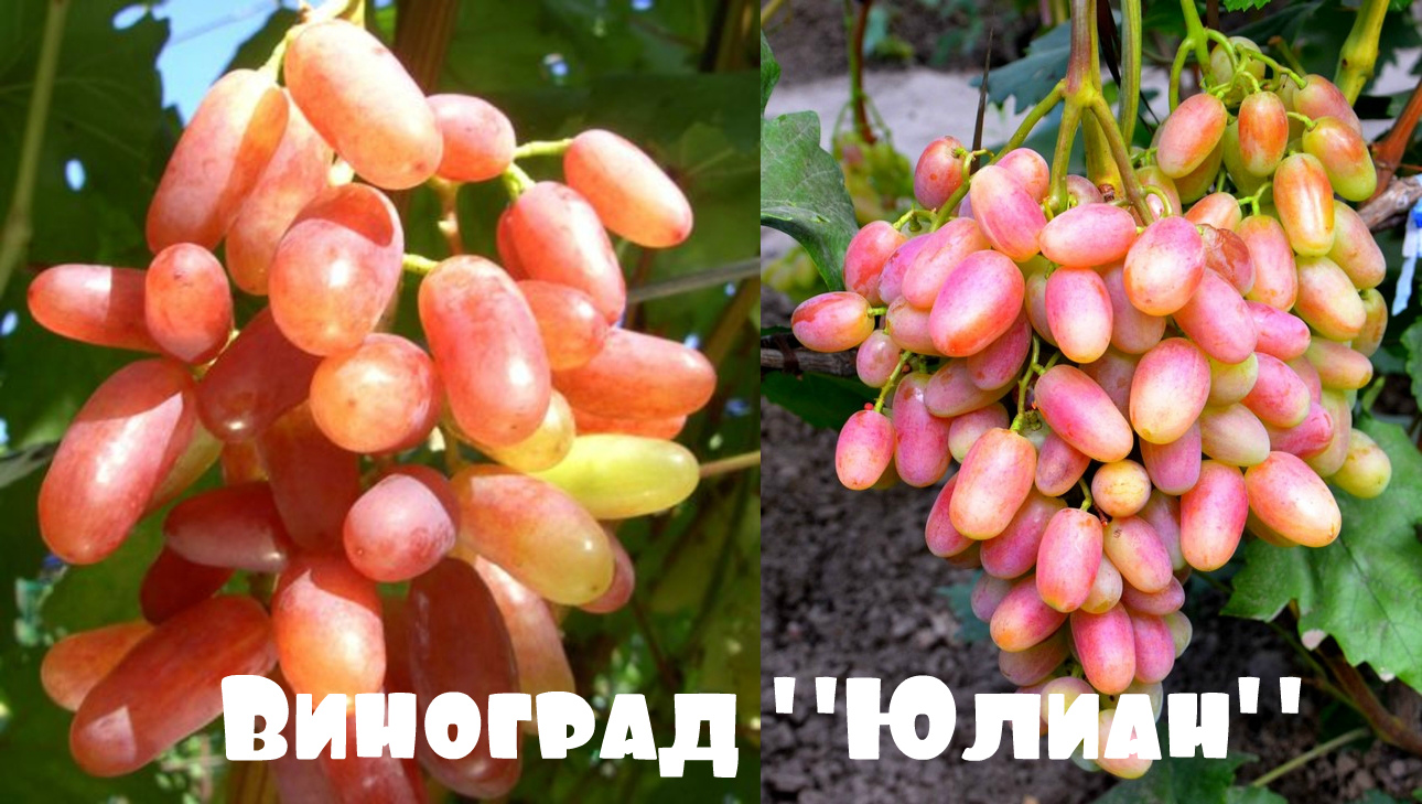 главная виноград Юлиан