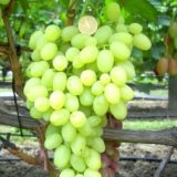 Виноград Катя