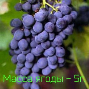 устойчивость к болезням Виноград Муромец
