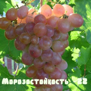 основные характеристики винограда фламинго