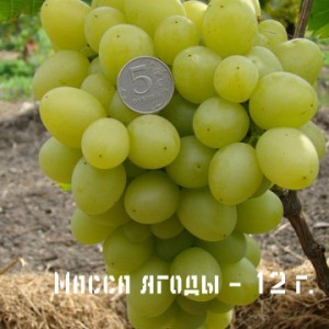 виноград надежда масса ягоды