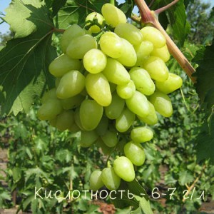 виноград надежда кислотность 