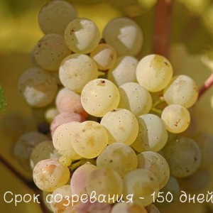 виноград рислинг срок зозревания