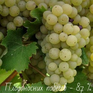 виноград рислинг плодоносные побеги