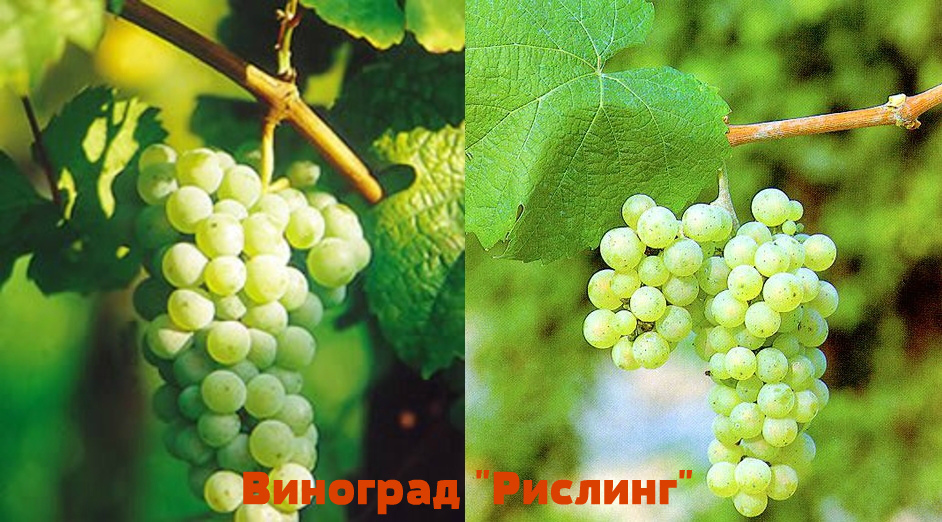 виноград рислинг главная