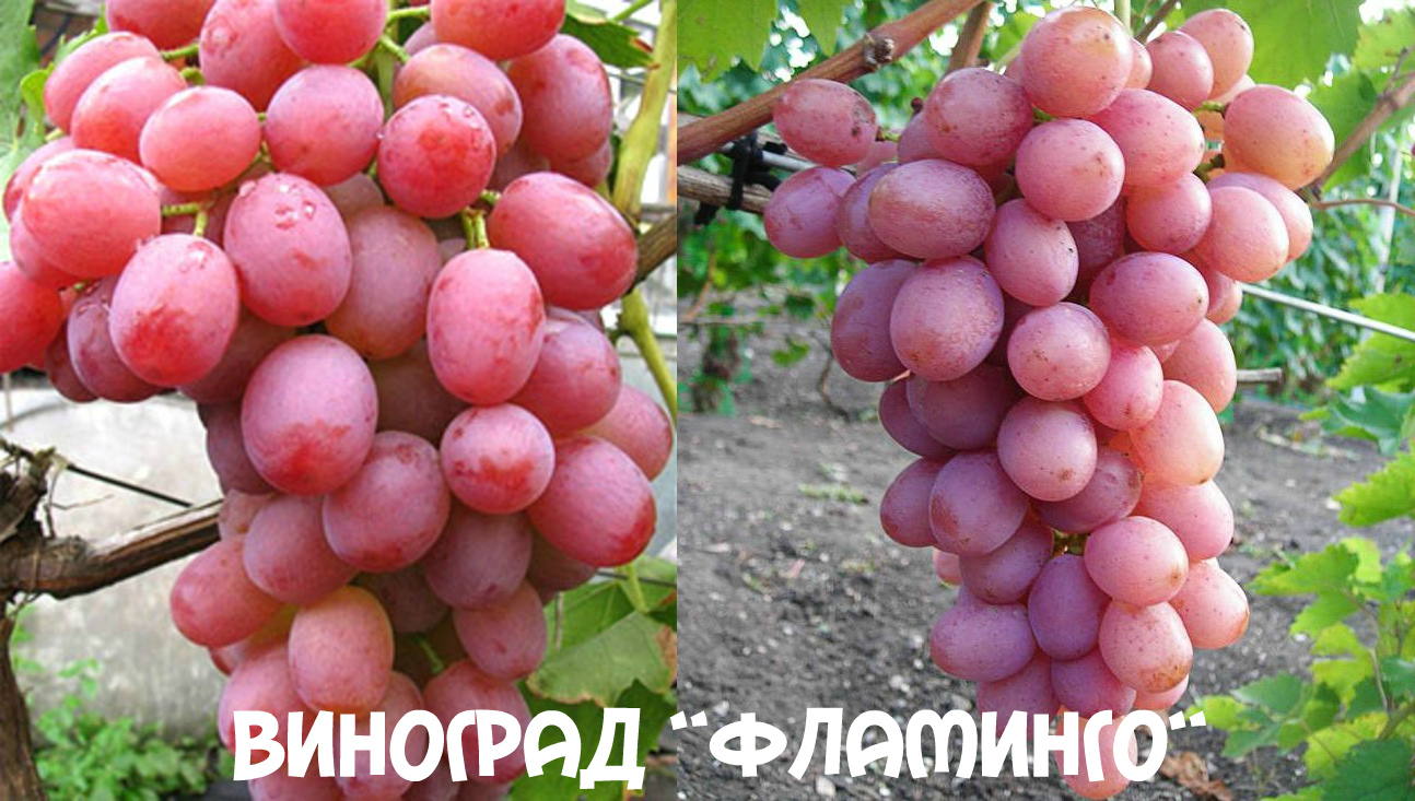 виноград Фламинго главная