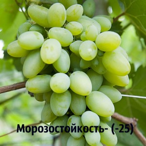 виноград Эльф морозостойкость