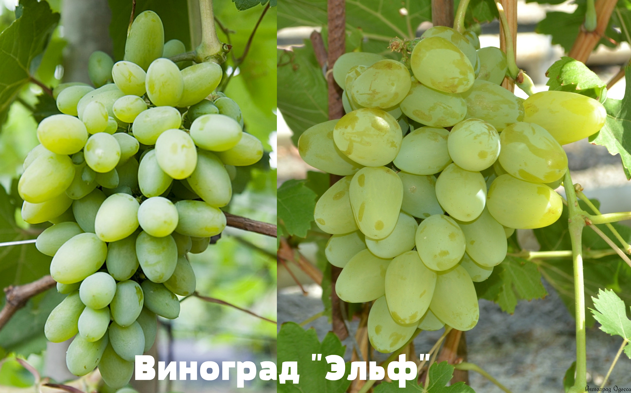 виноград Эльф