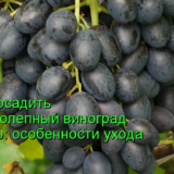 виноград фурор