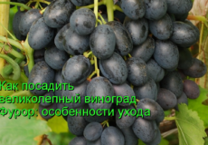 виноград фурор