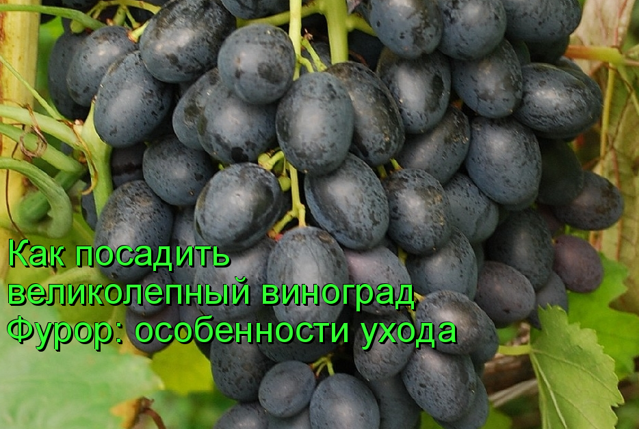 виноград фурор