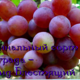 виноград блестящий