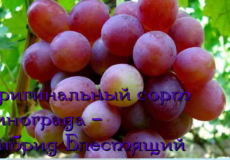 виноград блестящий