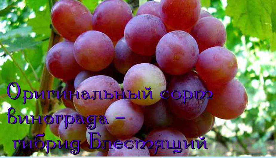 виноград блестящий