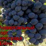 универсал дойна