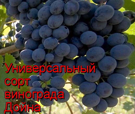 универсал дойна