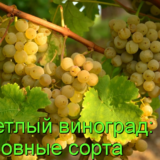 сорта светлого винограда