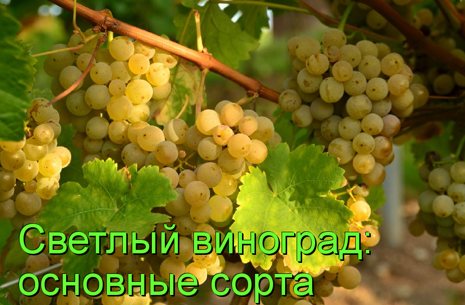 сорта светлого винограда