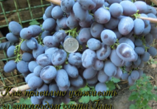 виноград гала