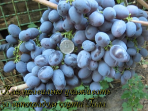виноград гала