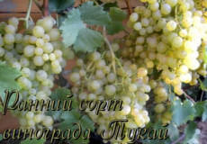 виноград тукай
