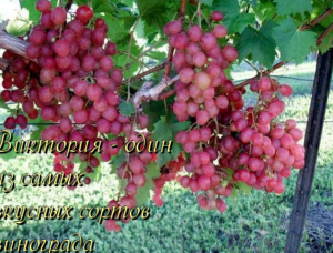 виноград сорт виктория