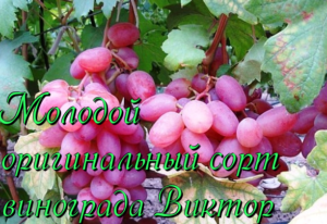 виноград виктор