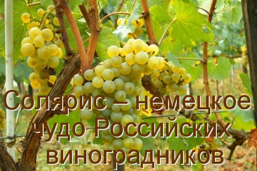 Солярис – немецкое чудо Российских виноградников