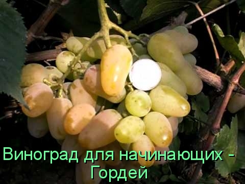 Виноград для начинающих - Гордей