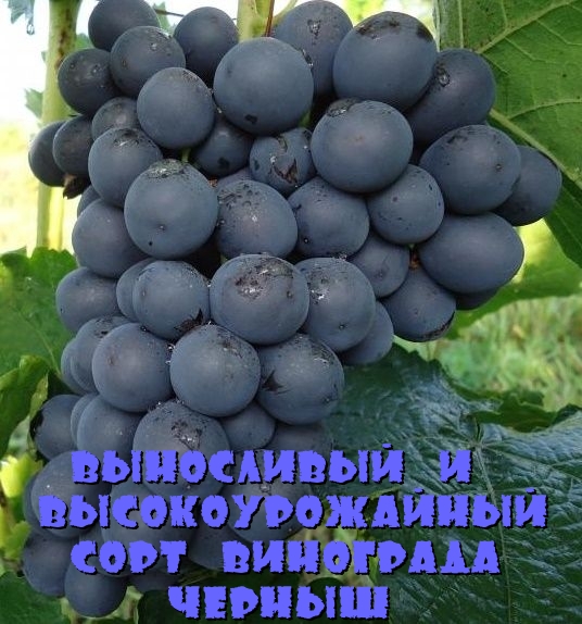 Выносливый и высокоурожайный сорт винограда Черныш